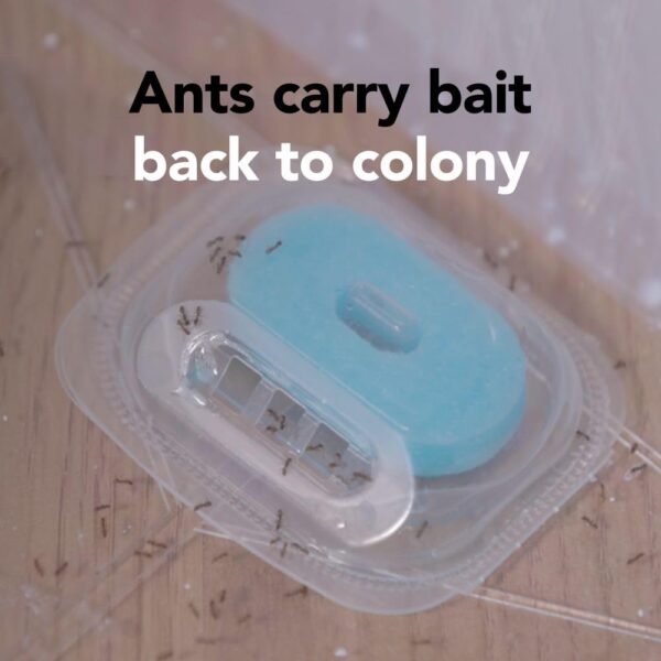 Raid Max Double Control Liquid Ant Killer Baits and Traps, Kills Ants Where They Breed, For Indoor Use, Child Resistant, 8 Bait Stations - Image 3