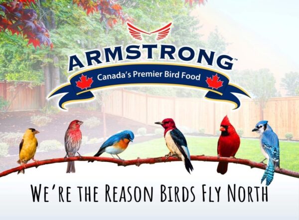 Armstrong All Season Blend, Premium Wild Bird Seed Mix, 4KG (8.8LB) Bag - Image 4