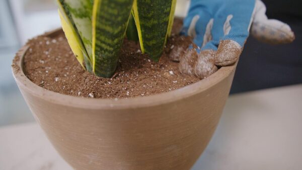 Miracle-Gro Indoor Potting Mix 8.8L - Image 3