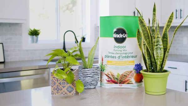 Miracle-Gro Indoor Potting Mix 8.8L - Image 4