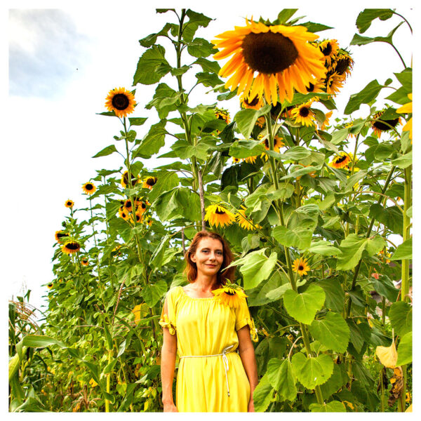 Sunflower Megapack - Giant Mammoth Sunflower Seeds Megapack – 350 Pieces
