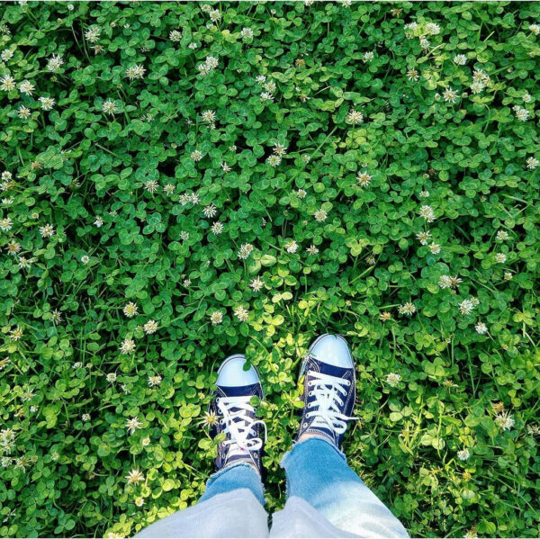 White Dutch Clover 200g