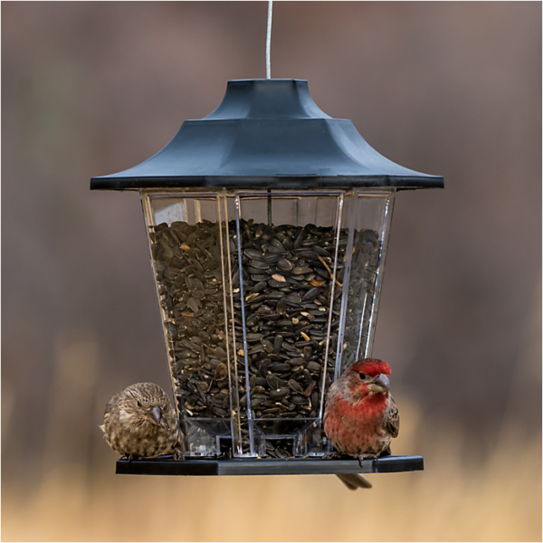 Perky-Pet Carriage Bird Feeder